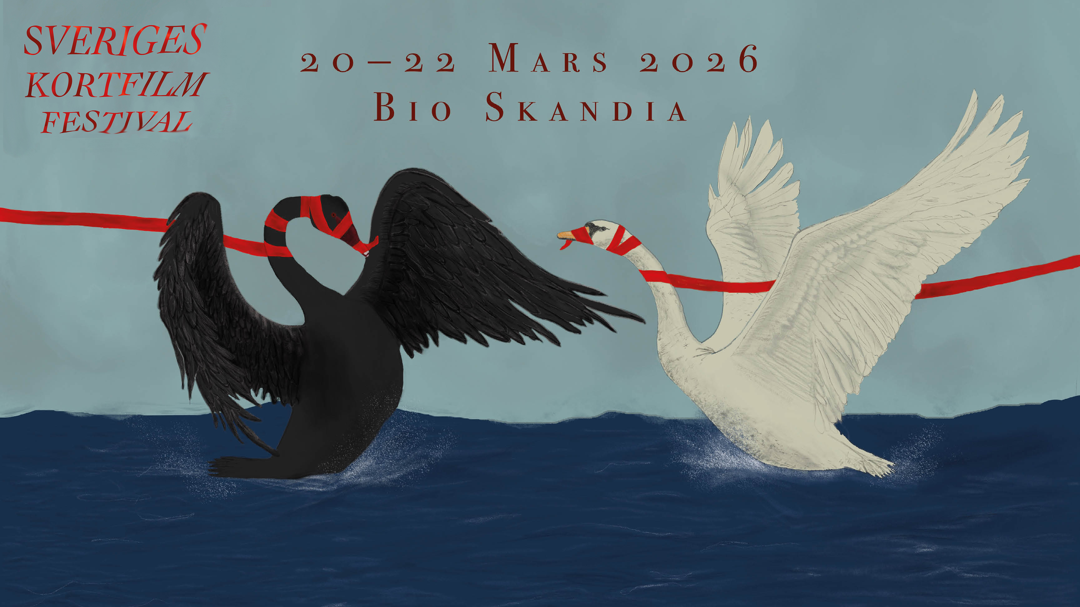 en svart och en vit svan kämpar om ett rött band