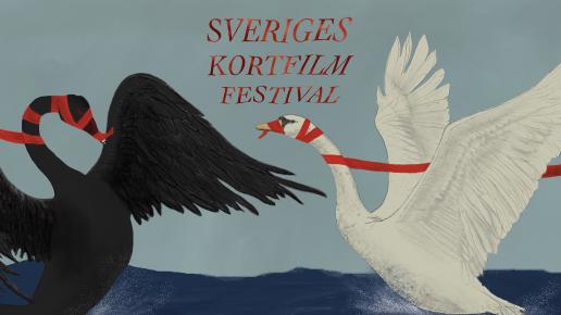 Svart och vit svan har dragkamp om rött band